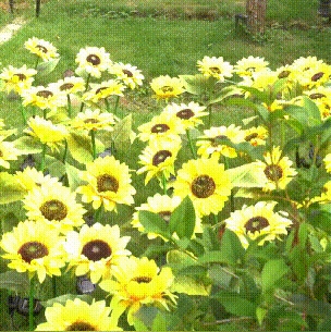 Sunflower Garden Light